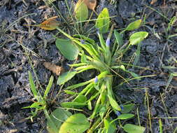 Image de Heteranthera rotundifolia (Kunth) Griseb.