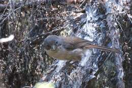 Image of Brown Creeper