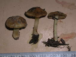 Image of Inocybe fulvilubrica Matheny, Bougher & G. M. Gates 2012