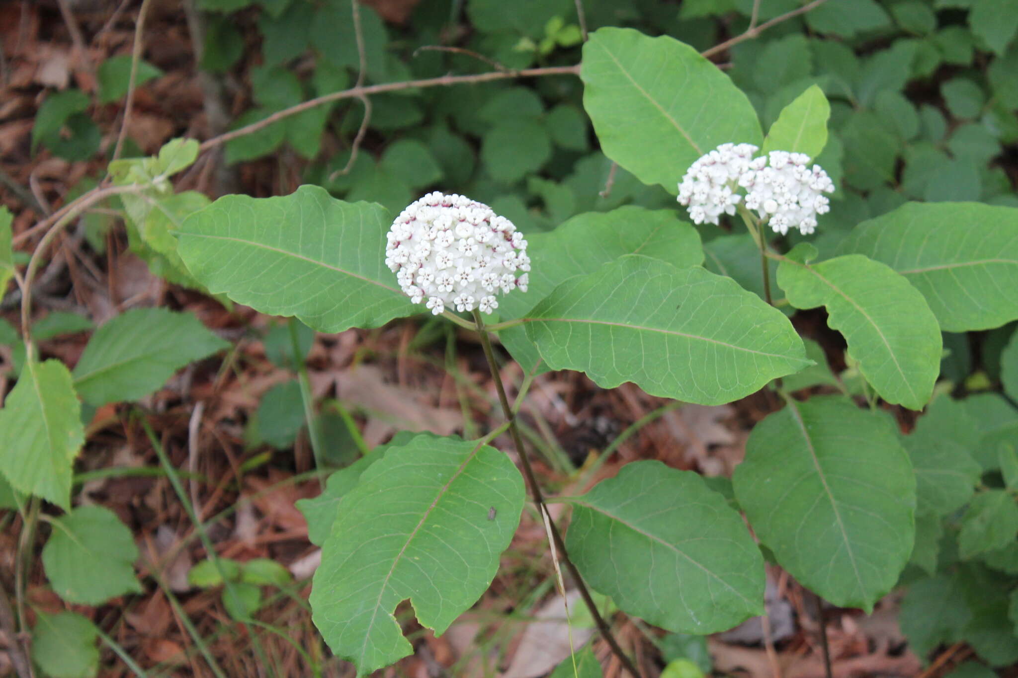 Image of redring milkweed