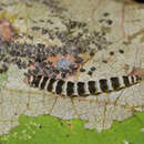 Image of Redbud Leaffolder