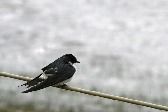 Image of Mangrove Swallow