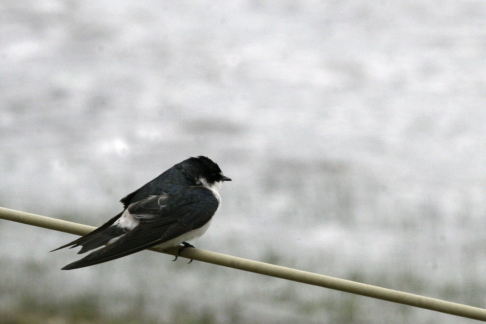 Image of Mangrove Swallow