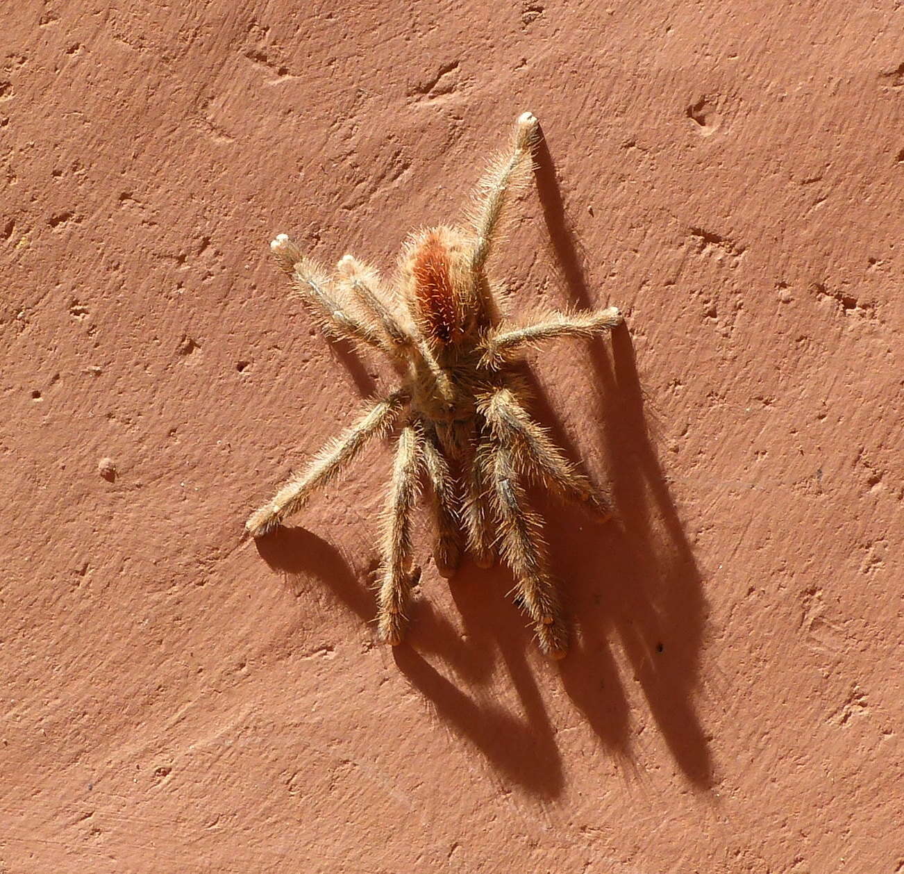 Image of Amazon Ribbed Spider