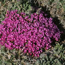 Image of Rocky Mountain dwarf-primrose