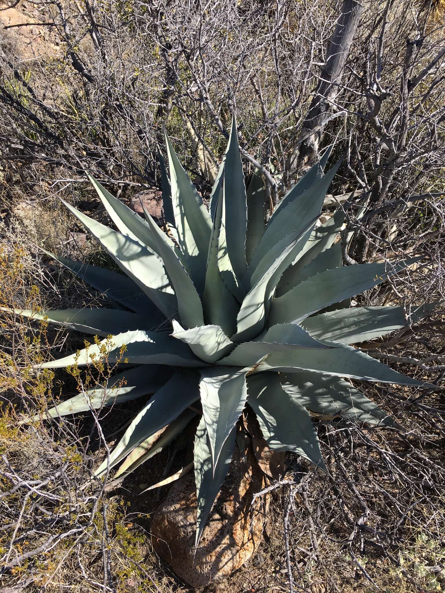 Image of Havard's century plant