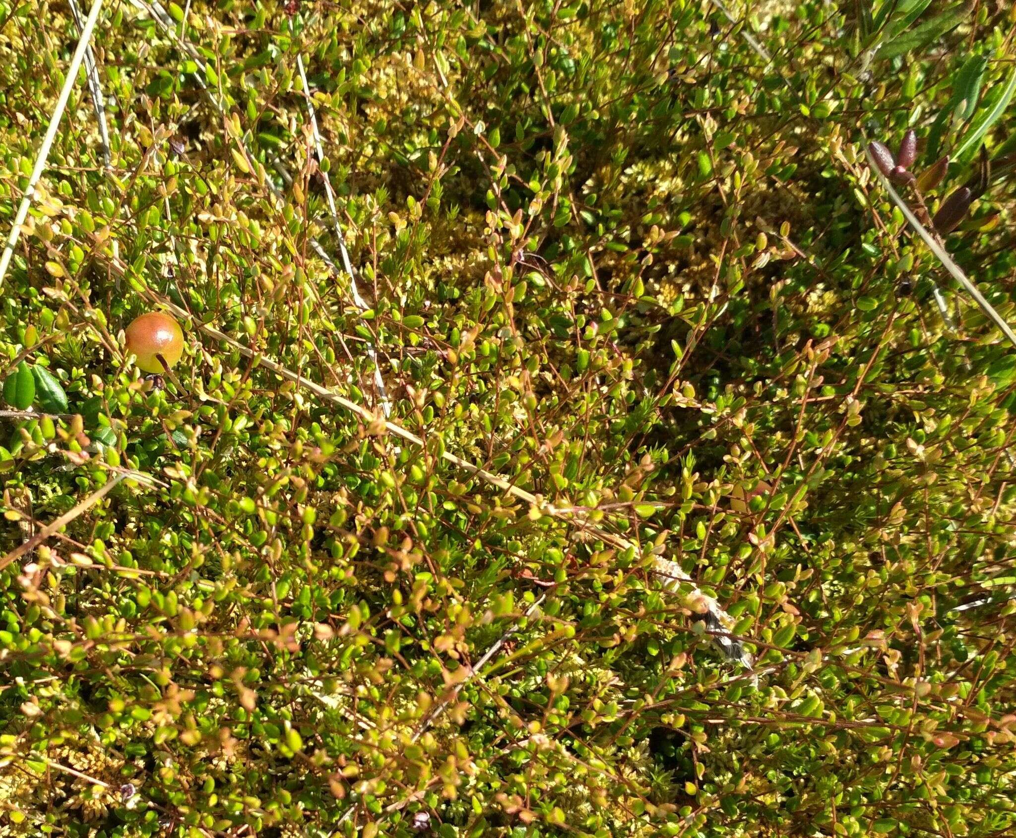 Image of Vaccinium microcarpum (Turcz. ex Rupr.) Schmalh. ex Busch