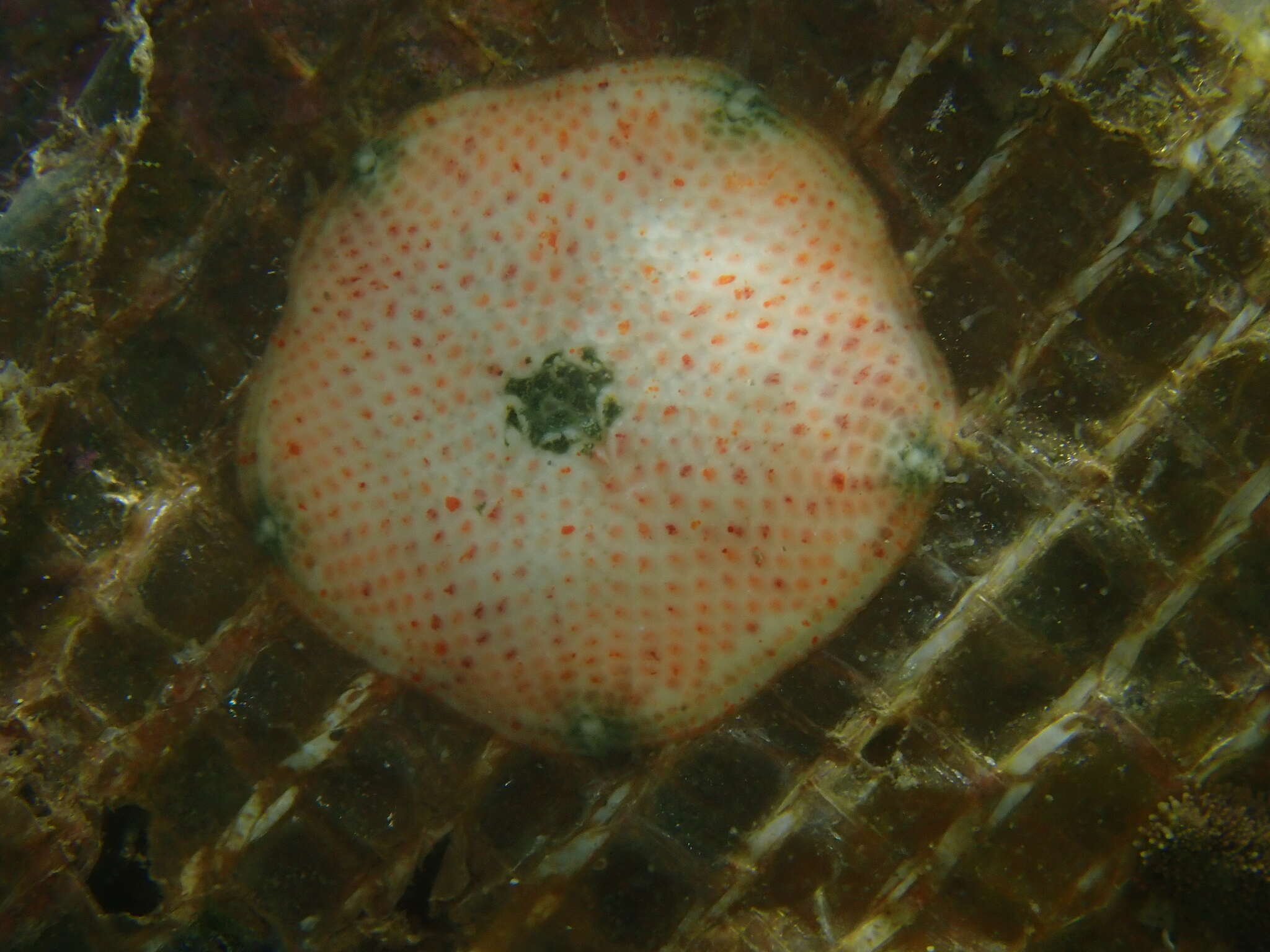 Image of Meridiastra atyphoida (H. L. Clark 1916)