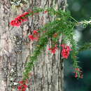 صورة Colletia ulicina Gill. & Hook.