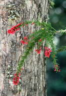 Image of Colletia ulicina Gill. & Hook.