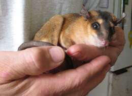 Image of brown four-eyed opposum