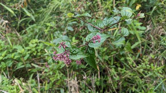 Image of Eupatorium amabile Kitam.