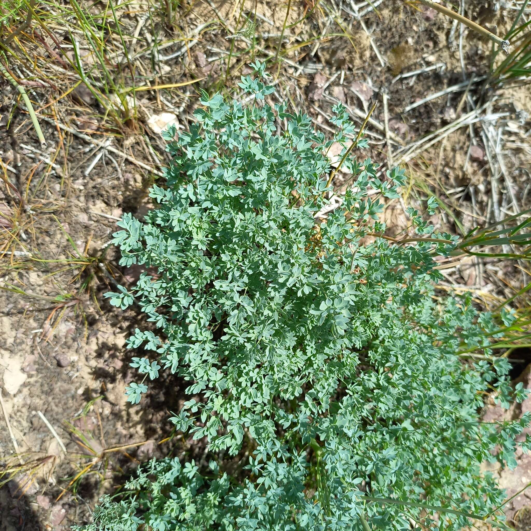 Sivun Thalictrum isopyroides C. A. Mey. kuva