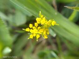 Image of Tauschia decumbens (Benth.) J. M. Coult. & Rose ex Druce