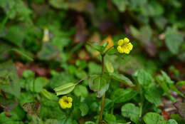 Image of Erythranthe nepalensis (Benth.) G. L. Nesom