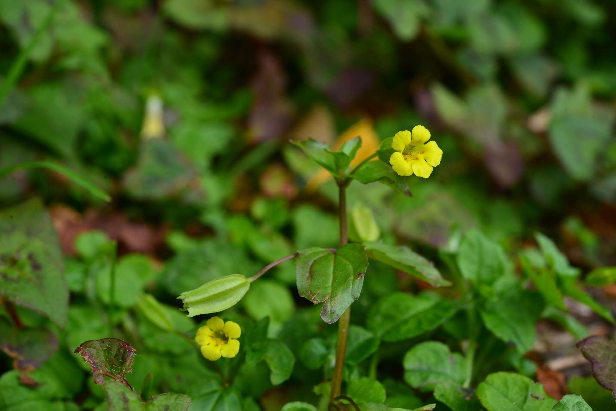 Erythranthe nepalensis (Benth.) G. L. Nesom resmi