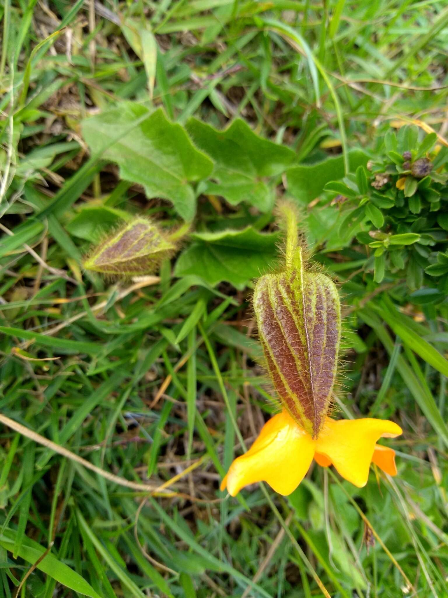 Image of Thunbergia gregorii S. Moore