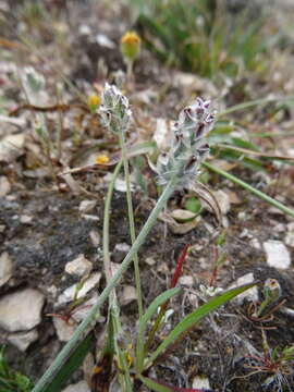 Image of dotseed plantain