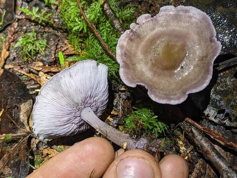 Image of Baeospora myriadophylla (Peck) Singer 1938