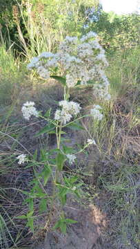 Austroeupatorium inulifolium (Kunth) R. King & H. Rob.的圖片