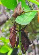 Pachylis laticornis (Fabricius 1798)的图像