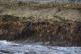 Image of New Zealand bull kelp