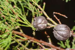 Image of Black Cypress-pine