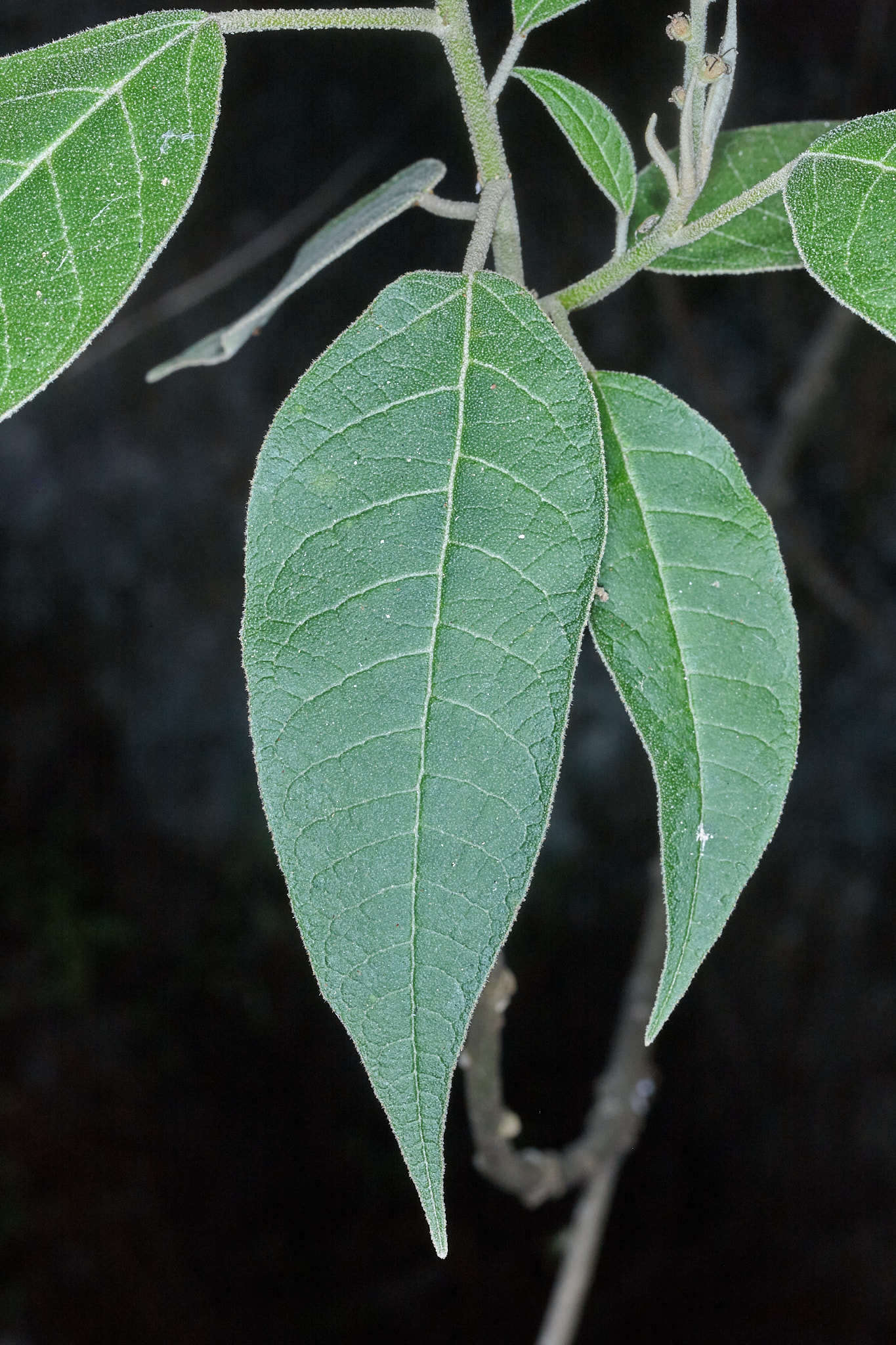 Image of Croton xalapensis Kunth