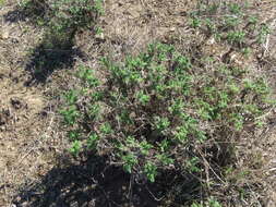 Image of Pelargonium hirtum (Burm. fil.) Jacq.