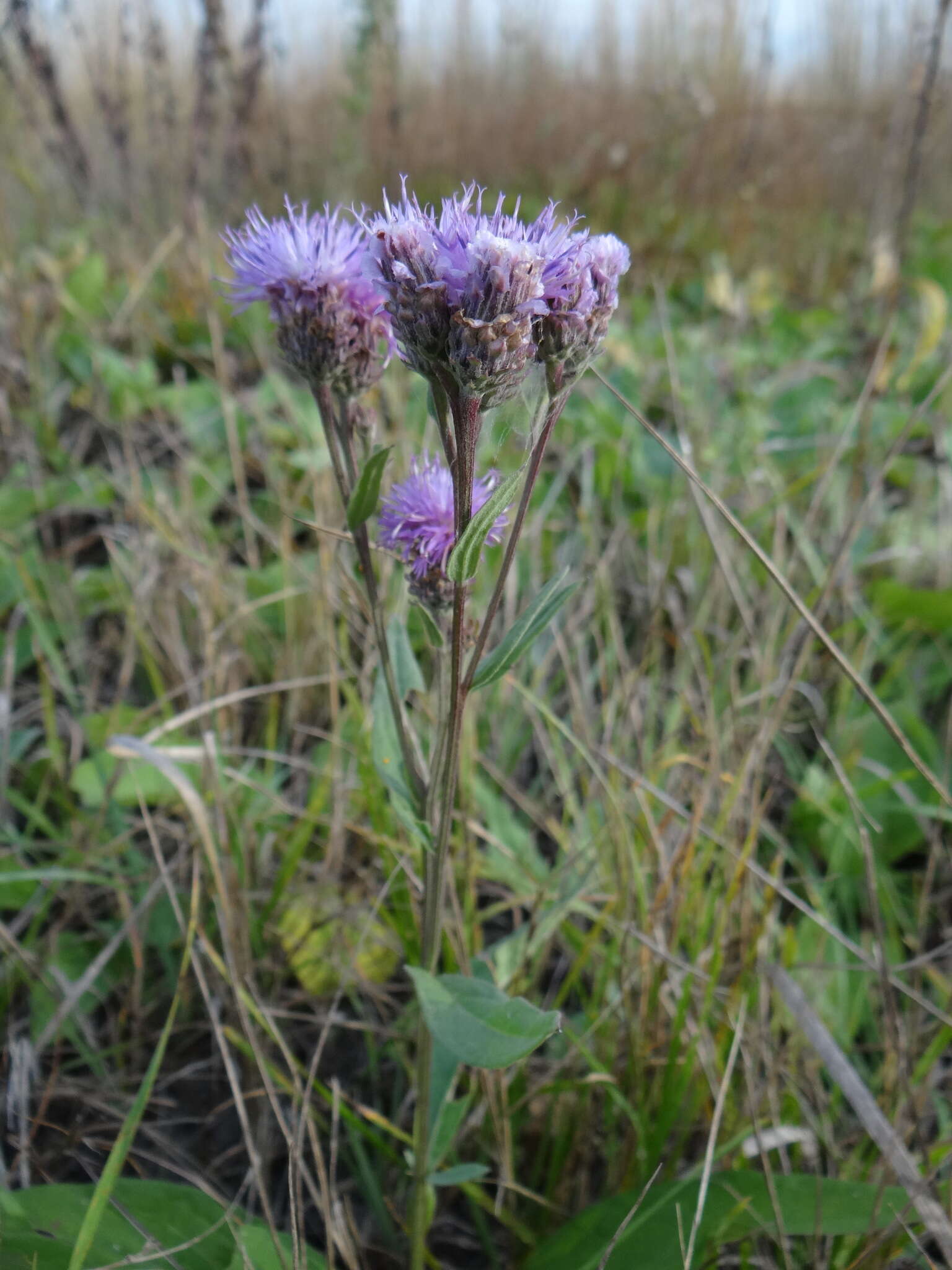 Imagem de Saussurea amara (L.) DC.