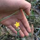 Hypericum gramineum G. Forst. resmi