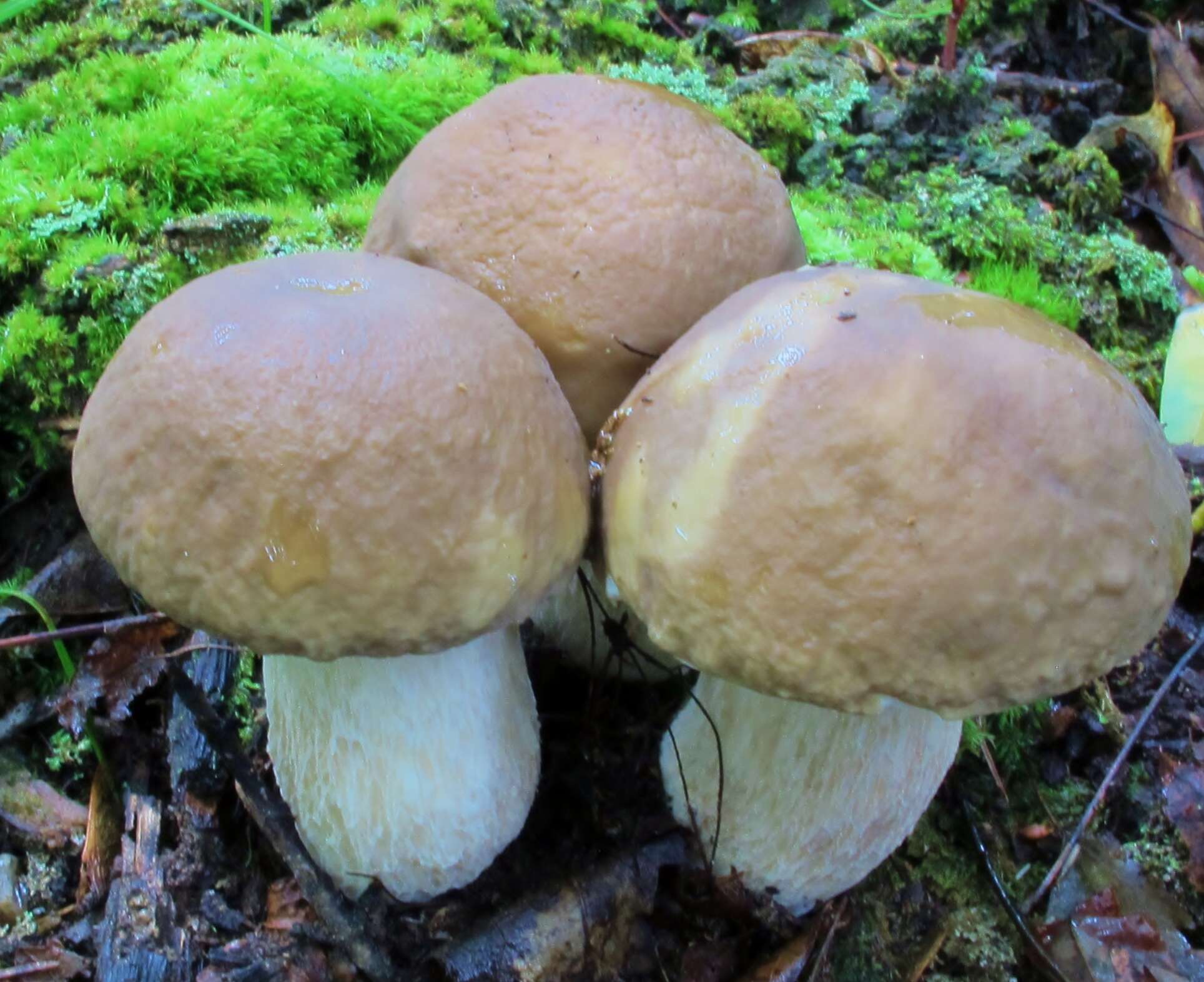 Image of Boletus nobilis Peck 1905