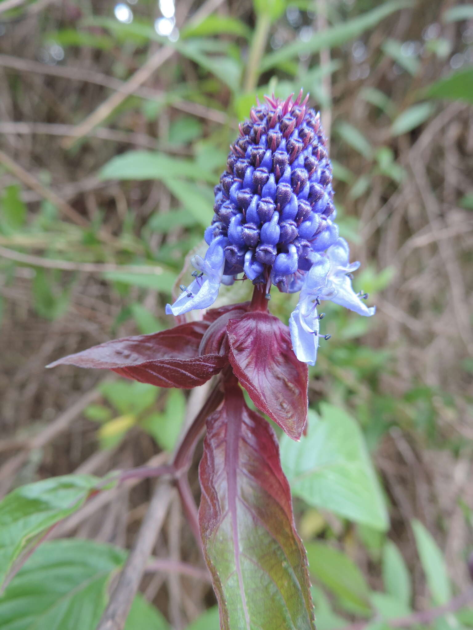 Image of <i>Coleus livingstonei</i>