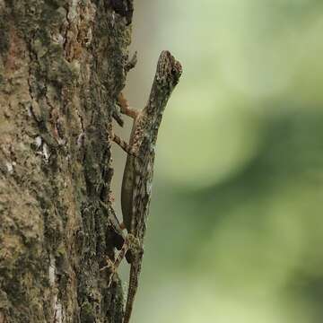 Imagem de Draco taeniopterus Günther 1861