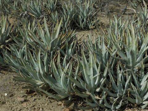 Agave cerulata subsp. cerulata resmi