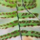 Image of blackstem spleenwort