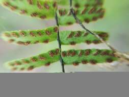 Image of blackstem spleenwort