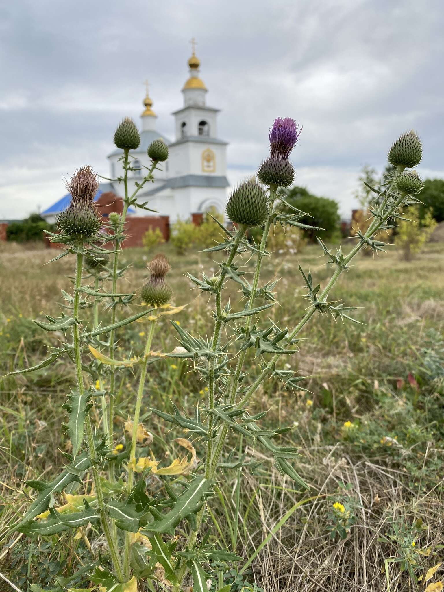 Image of Cirsium serrulatum (M. Bieb.) Fischer