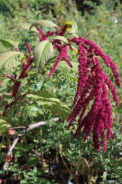 Imagem de Amaranthus caudatus L.