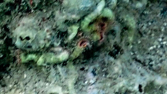 Image of calcareous tubeworm