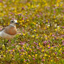 Image of Caspian Plover