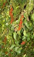 Image of pokeweed