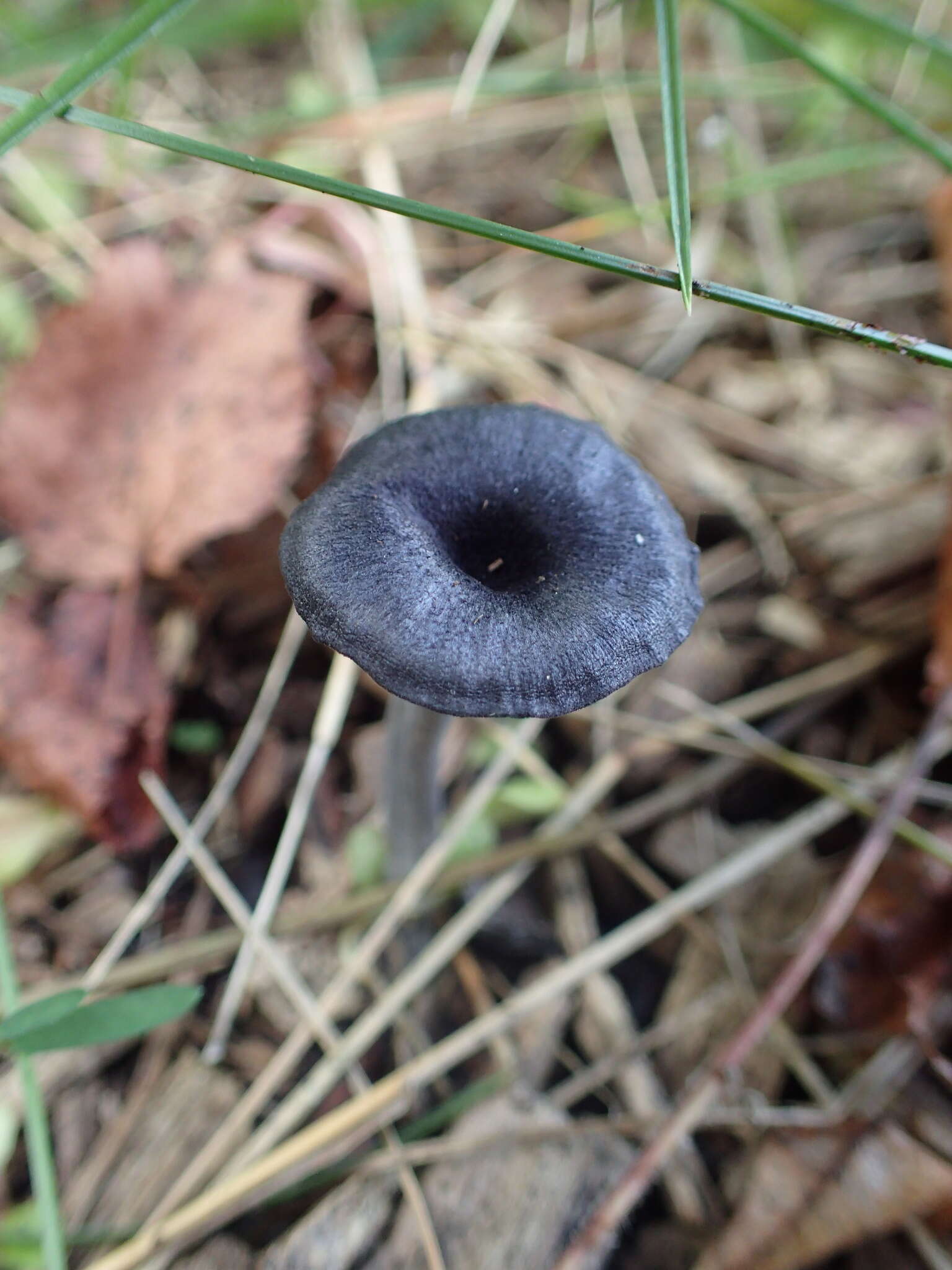 Image of Entoloma chytrophilum Wölfel, Noordel. & Dähncke 2001