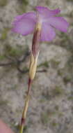 صورة Dianthus thunbergii Hooper