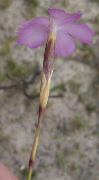 صورة Dianthus thunbergii Hooper