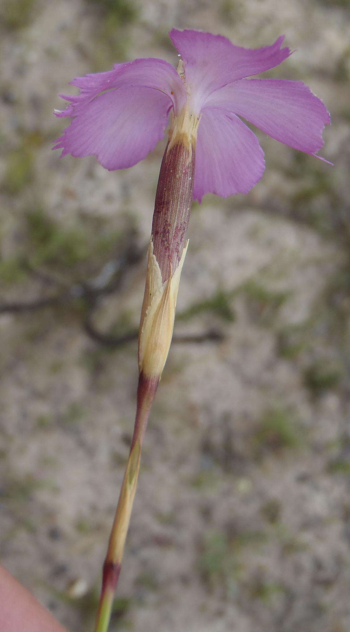 صورة Dianthus thunbergii Hooper