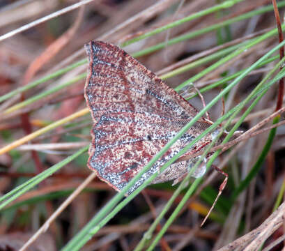 Image of Rhinodia rostraria Guenée 1858