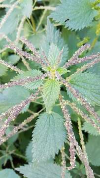 Image de Urtica membranacea Poir.