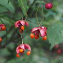 Euonymus oxyphyllus Miq. resmi