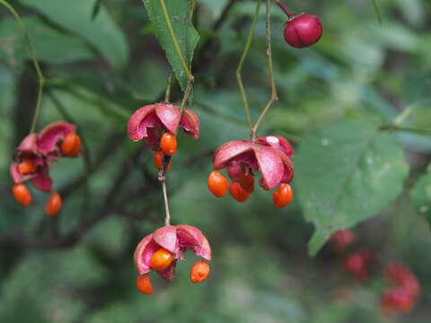 Euonymus oxyphyllus Miq. resmi